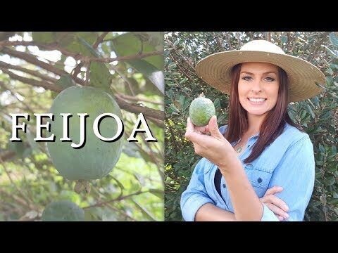 Descubra os Benefícios da Fruta Feijoca
