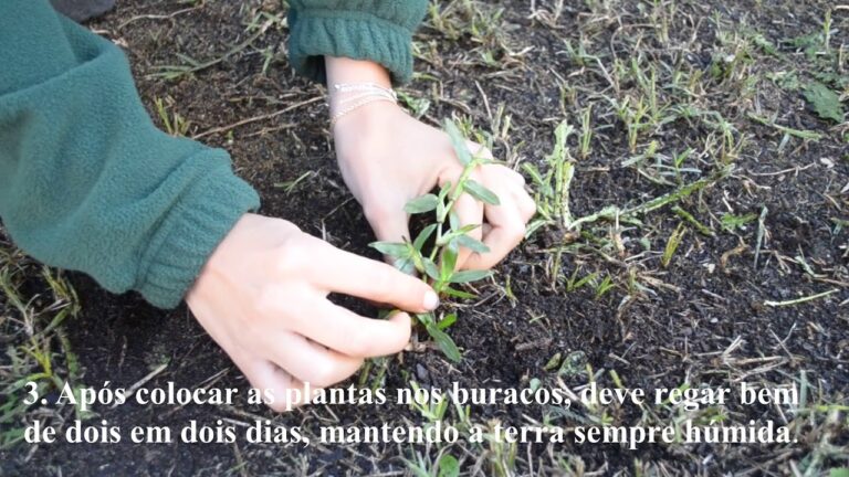 Tapete de Relva Brasileira: Beleza e Sustentabilidade para Seu Jardim