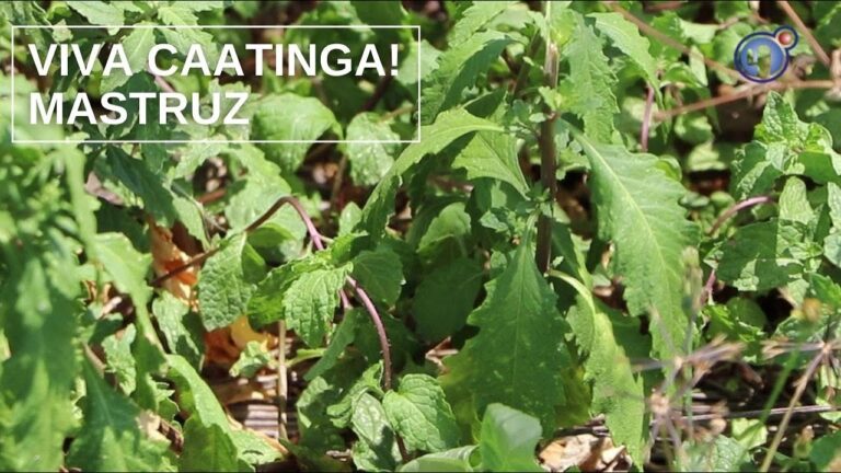 Mastruz em Portugal: Benefícios e Usos Tradicionais