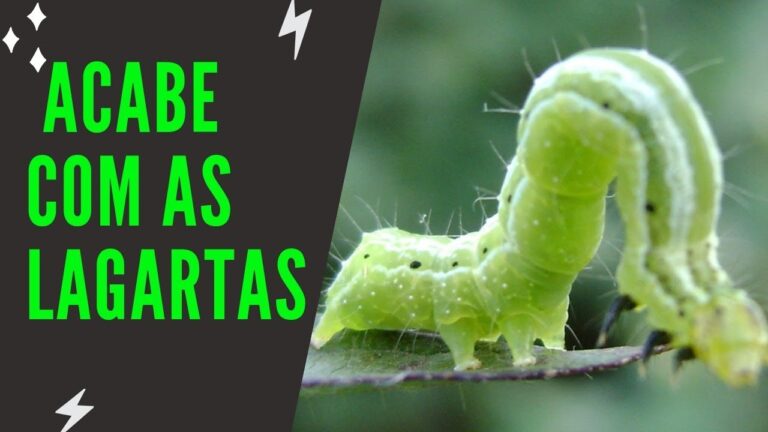 Lagarta Verde em Portugal: Impactos e Soluções