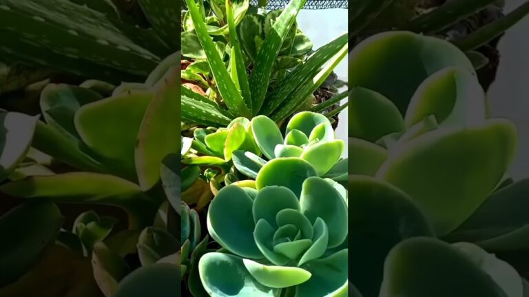 Benefícios do Cato Aloe Vera para a Saúde e Beleza