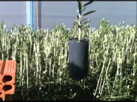 Guia Completo para Comprar Oliveiras Grandes