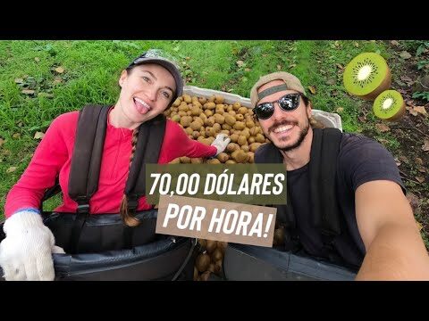 Análise do Preço dos Kiwis no Mercado Atual