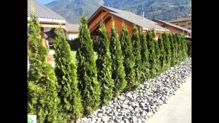 Cedros para Sebes: Vantagens e Cuidados na Cultiva&ccedil;&atilde;o