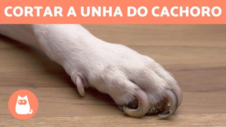 Corte de Unhas para Cães: Preços e Dicas Econômicas