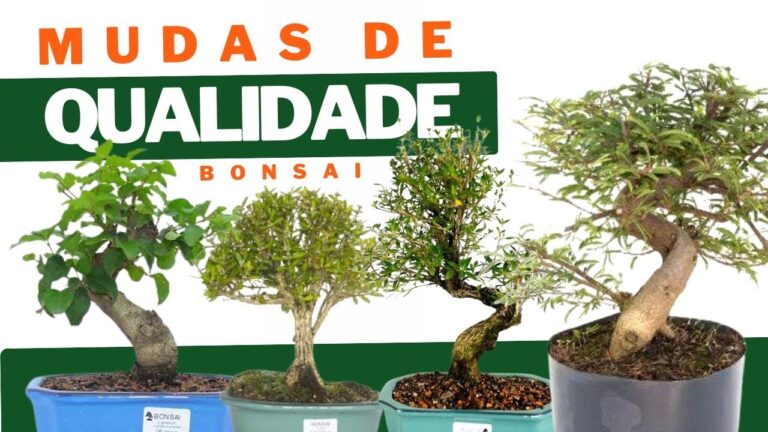 Melhores Mudas de Bonsai para Comprar