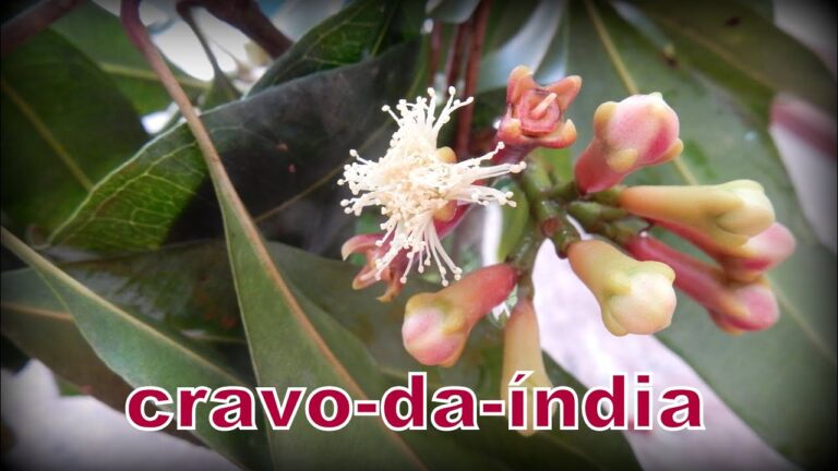 Onde Comprar Cravo da Índia em Portugal
