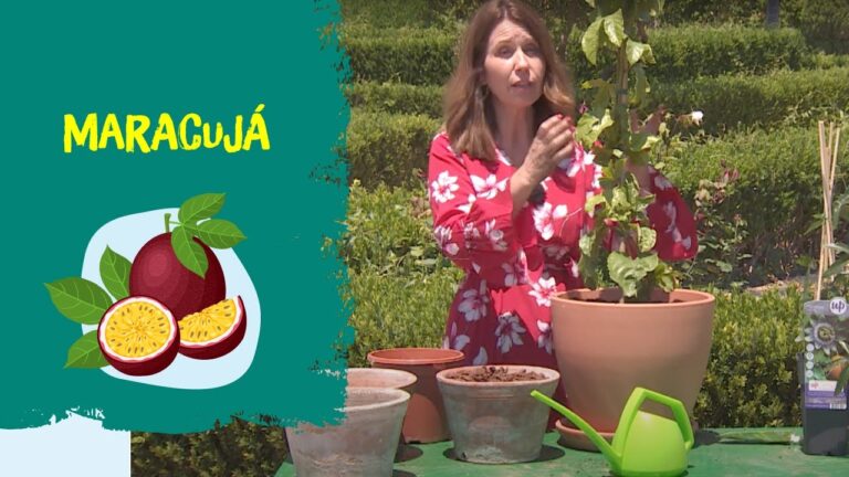 Maracujá Amarelo: O Tesouro Tropical de Portugal