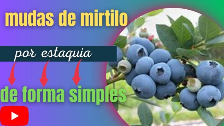 Onde Comprar Mirtilos para Plantar com Qualidade