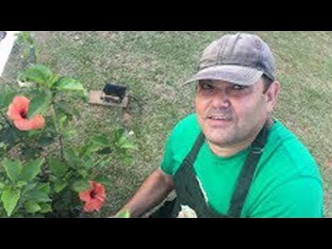 Onde Comprar Hibisco em Portugal: Guia Completo