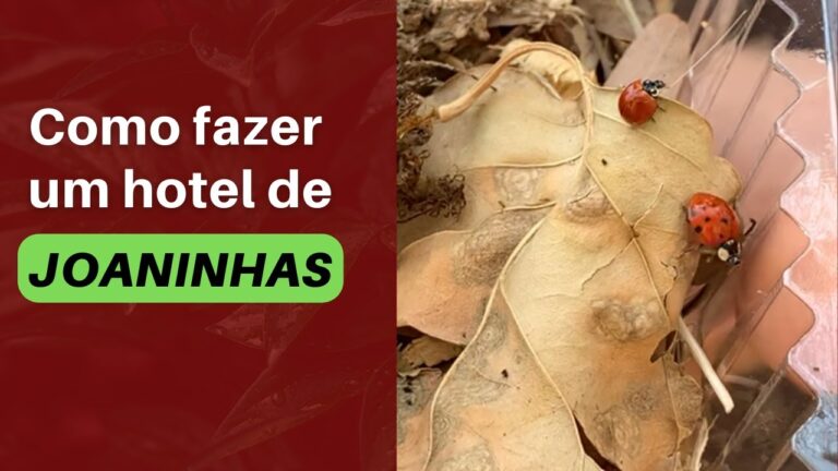 Como Comprar Joaninhas Vivas em Portugal